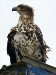 Onvolwassen Bald eagle